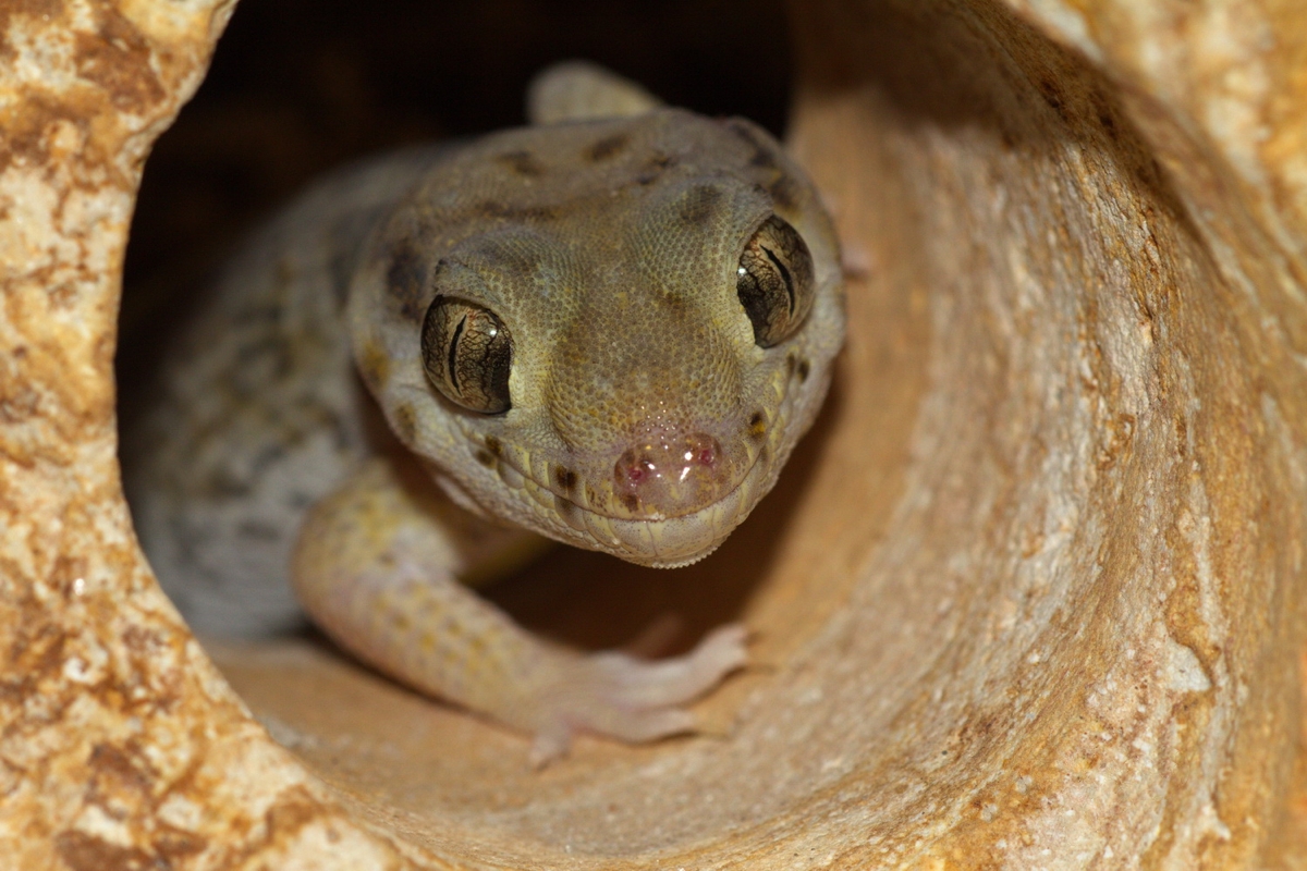 The Frog-eyed gecko