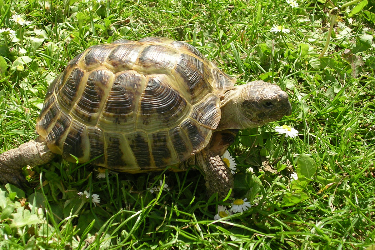 The Russian tortoise